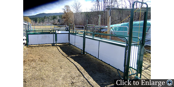Calf Working Chute and Crowding Tub