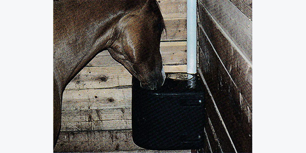 horse drinking for equifont